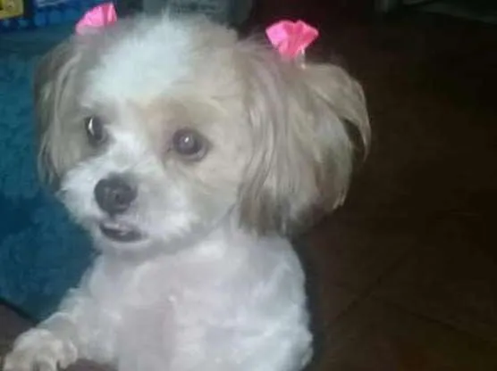 Cachorro ra a Shy Tzu idade 5 anos nome Aysha