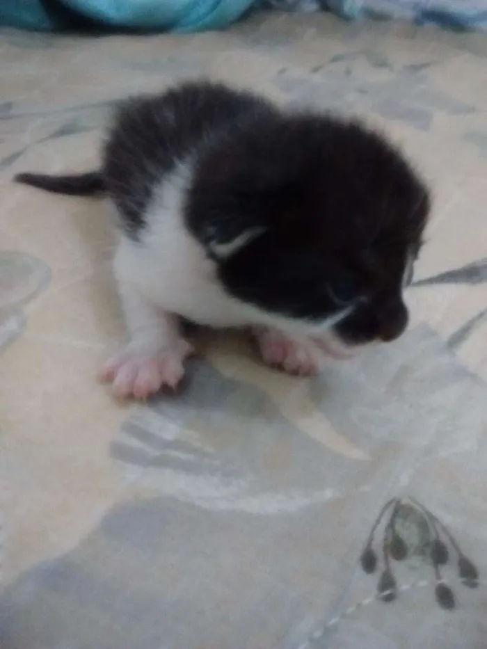 Gato ra a Sem raça definida idade Abaixo de 2 meses nome Sem nomes