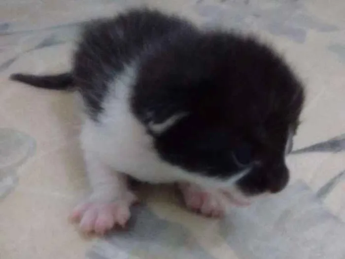 Gato ra a Sem raça definida idade Abaixo de 2 meses nome Sem nomes