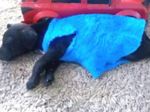 Cachorro raça SRD idade 2 a 6 meses nome Bart