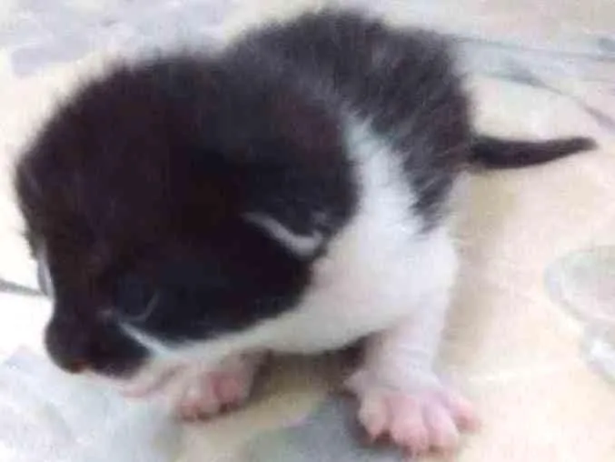 Gato ra a Sem raça definida idade Abaixo de 2 meses nome Sem nomes