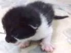 Gato raça Sem raça definida idade Abaixo de 2 meses nome Sem nomes