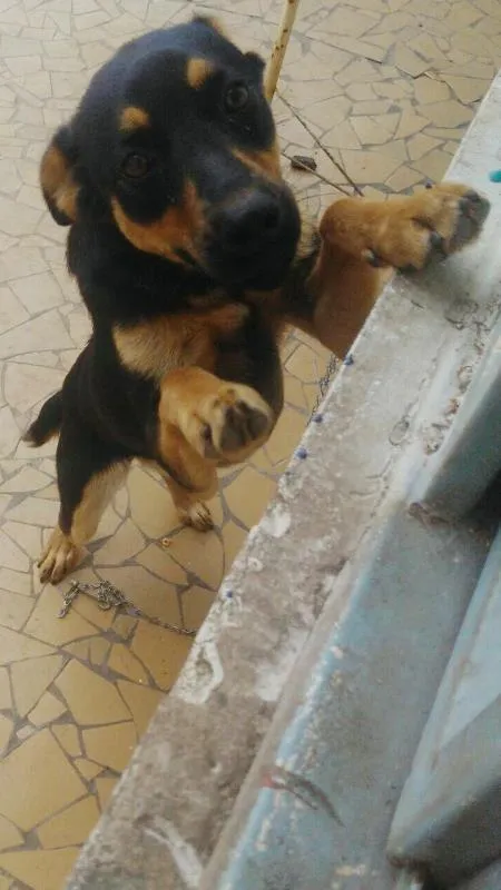 Cachorro ra a SRD idade 7 a 11 meses nome Princesa