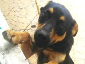 Cachorro raça SRD idade 7 a 11 meses nome Princesa