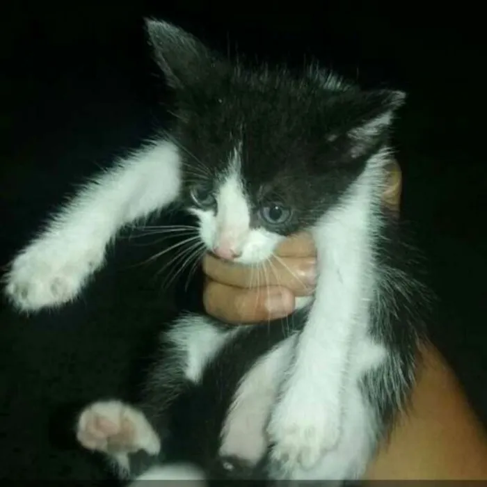 Gato raça  idade Abaixo de 2 meses nome Tico