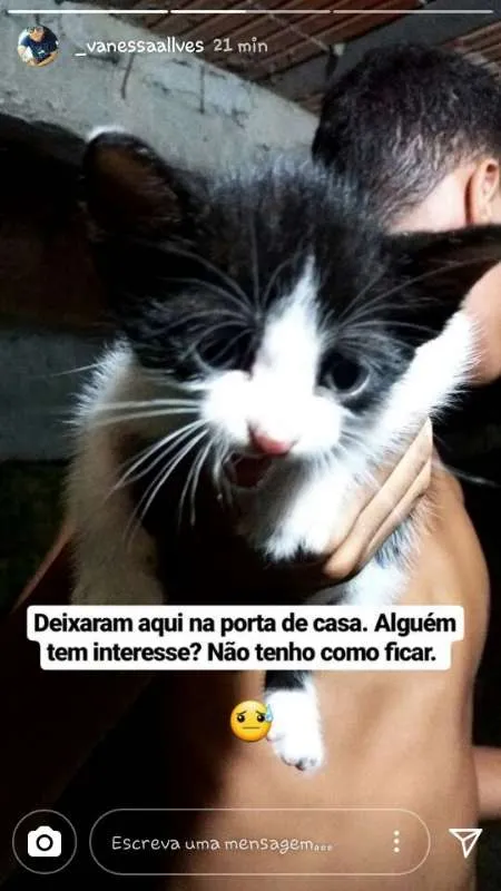 Gato raça  idade Abaixo de 2 meses nome Tico