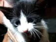 Tico