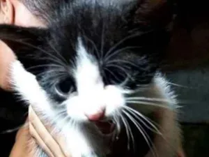 Gato raça  idade Abaixo de 2 meses nome Tico