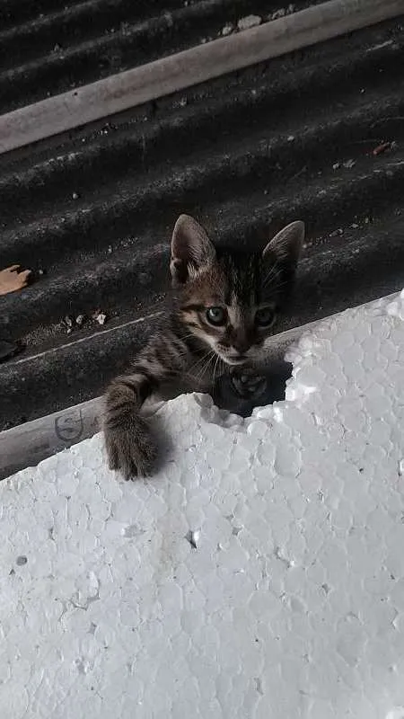 Gato raça  idade 2 a 6 meses nome Miuxa