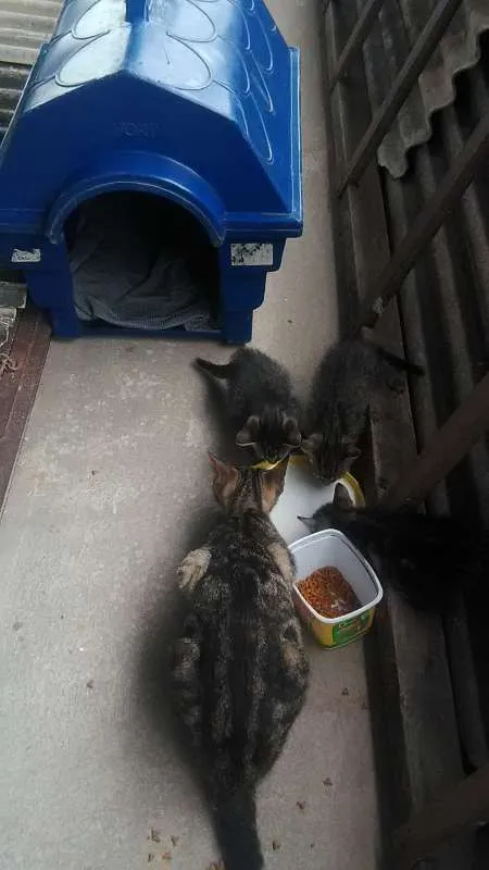 Gato raça  idade 2 a 6 meses nome Miuxa