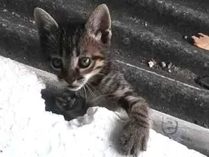 Gato raça  idade 2 a 6 meses nome Miuxa