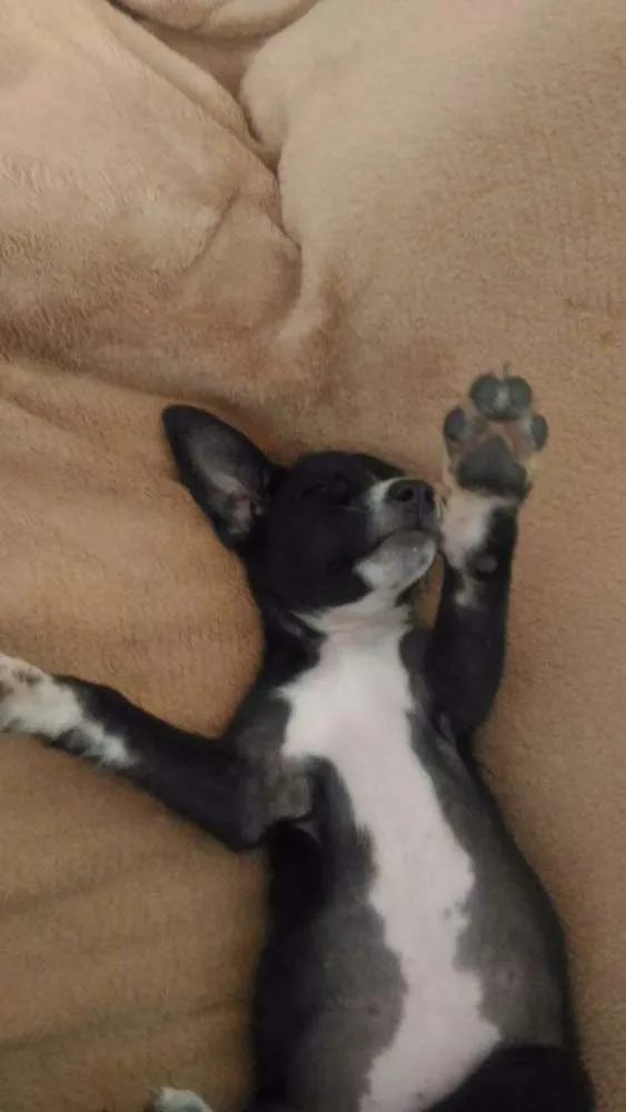 Cachorro ra a Vira lata idade Abaixo de 2 meses nome Pretinho