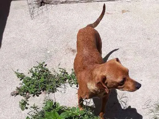 Cachorro ra a Vira lata idade 2 anos nome .