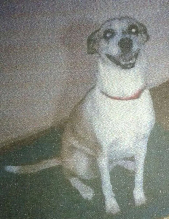 Cachorro ra a SRD idade 4 anos nome Mel