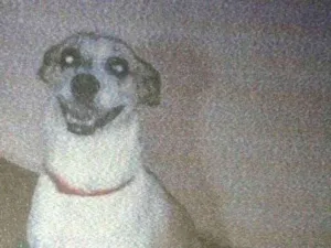 Cachorro raça SRD idade 4 anos nome Mel