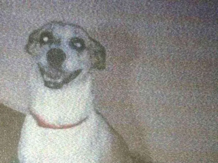 Cachorro ra a SRD idade 4 anos nome Mel
