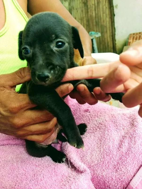 Cachorro raça nao definido idade Abaixo de 2 meses nome filhotes