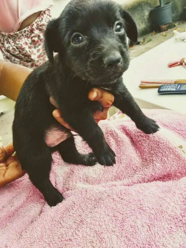 Cachorro raça nao definido idade Abaixo de 2 meses nome filhotes