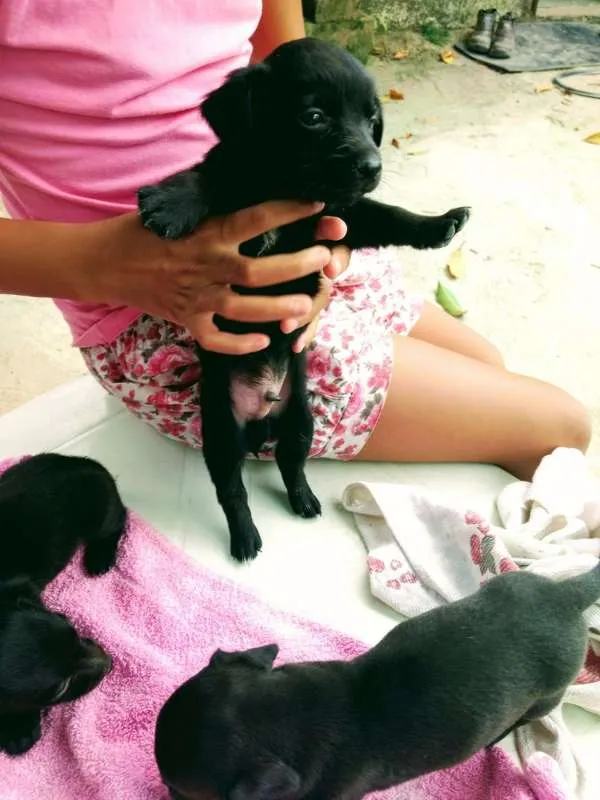 Cachorro raça nao definido idade Abaixo de 2 meses nome filhotes