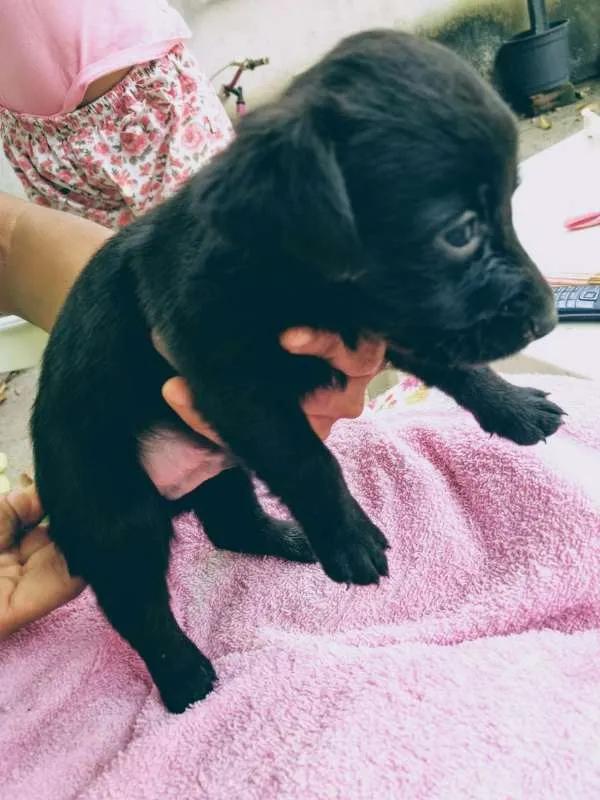 Cachorro raça nao definido idade Abaixo de 2 meses nome filhotes