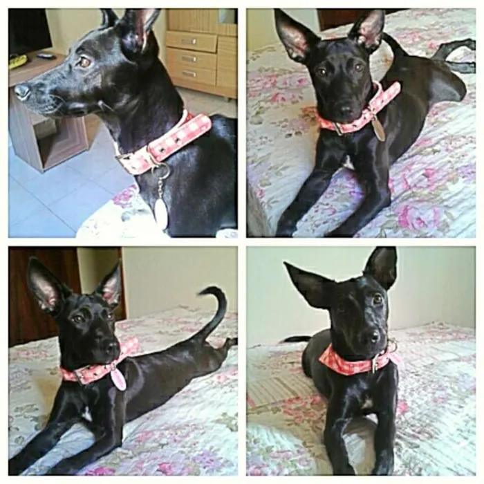 Cachorro raça SRD idade 1 ano nome Valentina