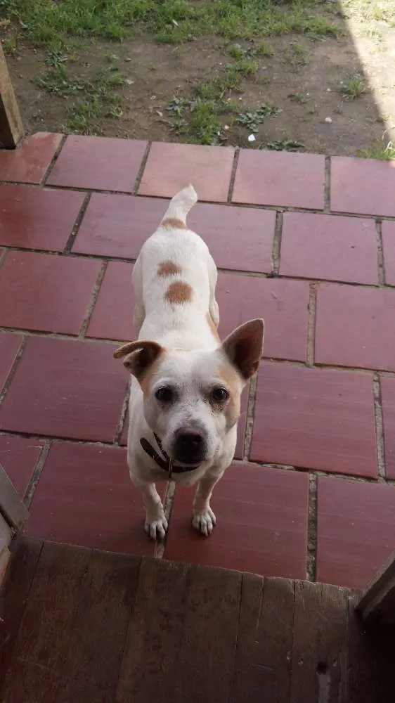 Cachorro ra a Vira lata idade 6 ou mais anos nome Branco