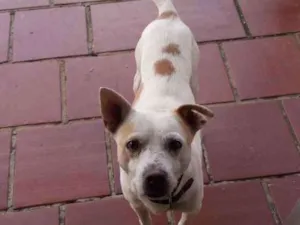 Cachorro raça Vira lata idade 6 ou mais anos nome Branco