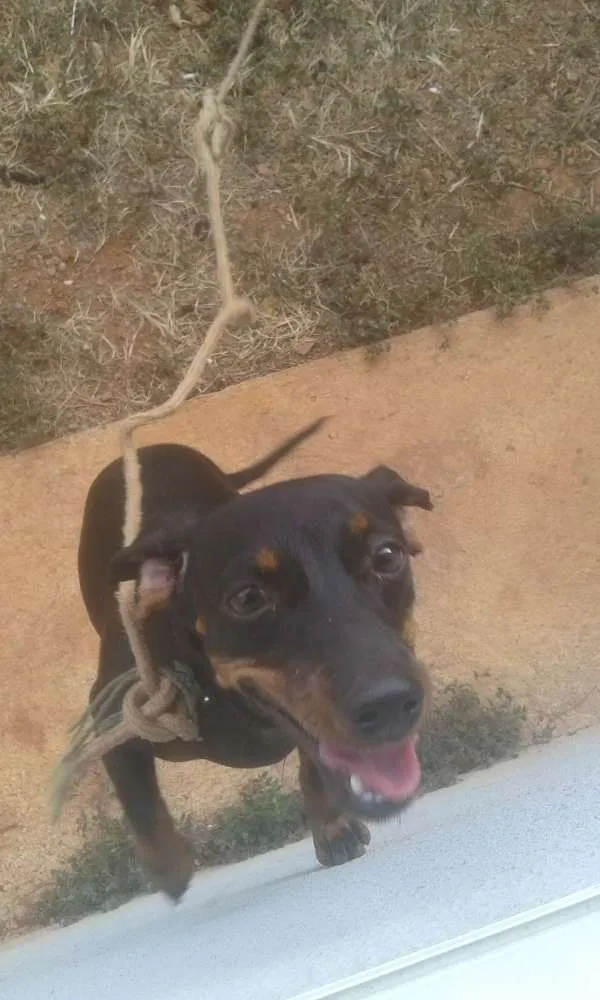 Cachorro ra a Salchicha idade 2 a 6 meses nome Meg