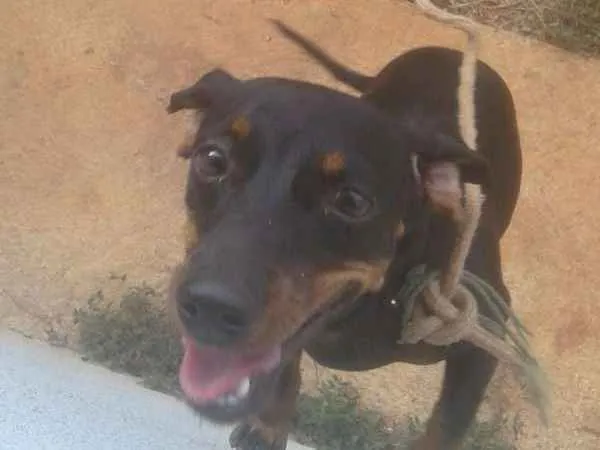 Cachorro ra a Salchicha idade 2 a 6 meses nome Meg