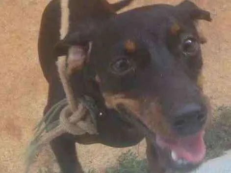 Cachorro ra a Salchicha idade 2 a 6 meses nome Meg