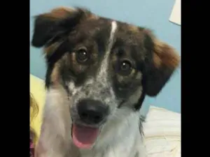 Cachorro raça SRD idade 7 a 11 meses nome Jamal Malik