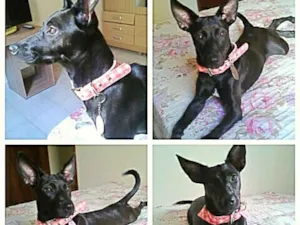 Cachorro raça SRD idade 1 ano nome Valentina