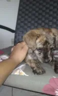 Tigre