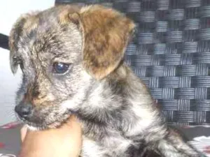 Cachorro raça indefinida idade 2 a 6 meses nome Tigre