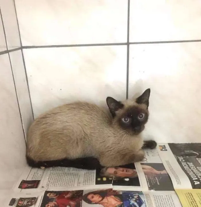 Gato ra a Siamês idade 7 a 11 meses nome Gatinha