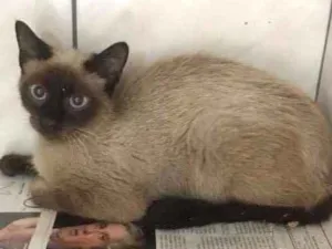 Gato raça Siamês idade 7 a 11 meses nome Gatinha