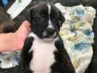 Cachorro raça SRD idade 2 a 6 meses nome Dory