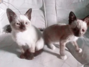 Gato raça Siamês misturado idade 2 a 6 meses nome Gatos