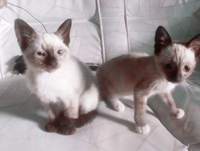 Gato ra a Siamês misturado idade 2 a 6 meses nome Gatos