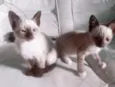 Gatos
