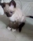 Gatos