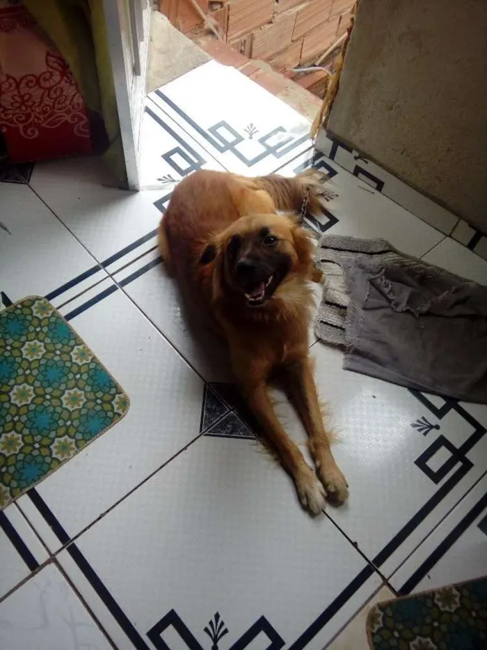 Cachorro ra a Pastor alemão com vira-lata idade 1 ano nome Lui