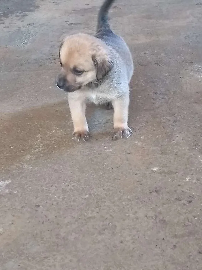 Cachorro raça Indefinida  idade Abaixo de 2 meses nome ....