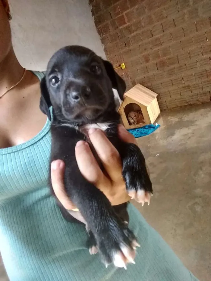 Cachorro raça Indefinida  idade Abaixo de 2 meses nome ....