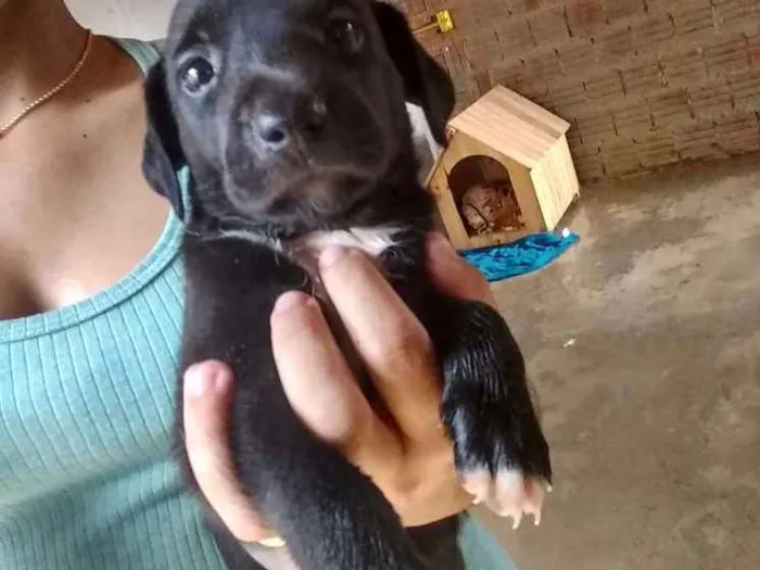 Cachorro raça Indefinida  idade Abaixo de 2 meses nome ....