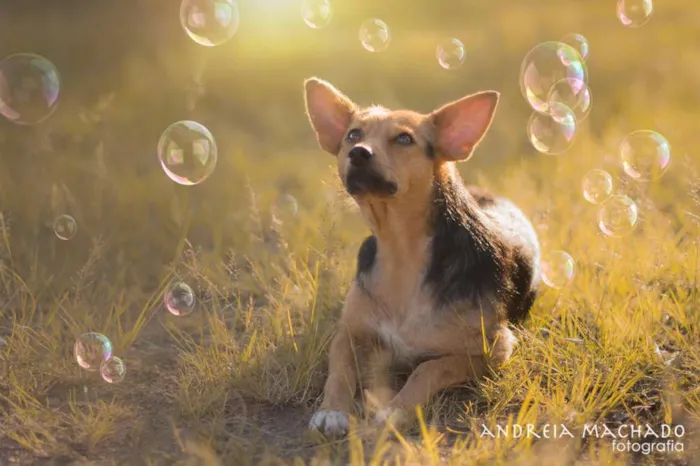 Cachorro ra a SRD idade 1 ano nome Sunny