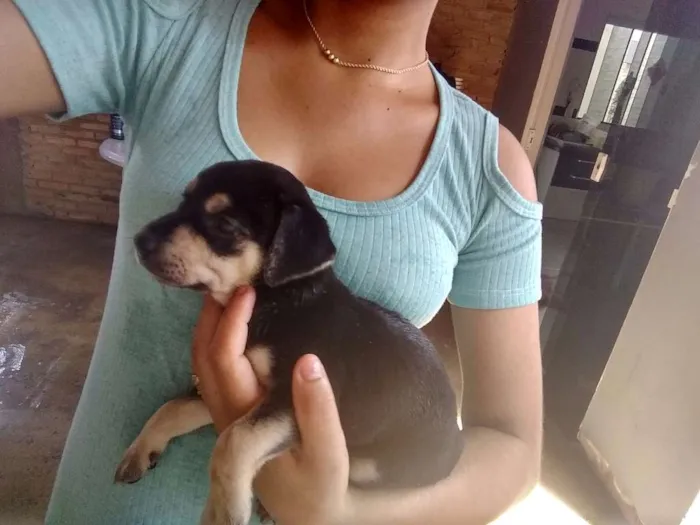 Cachorro raça Indefinida  idade Abaixo de 2 meses nome ....