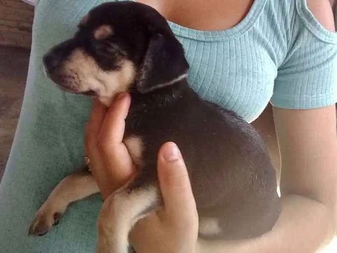 Cachorro raça Indefinida  idade Abaixo de 2 meses nome ....