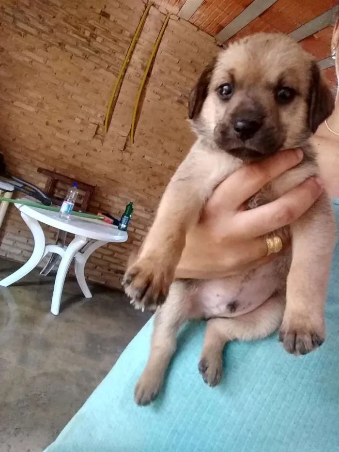 Cachorro raça Indefinida  idade Abaixo de 2 meses nome ....