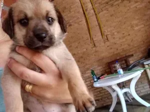 Cachorro raça Indefinida  idade Abaixo de 2 meses nome ....